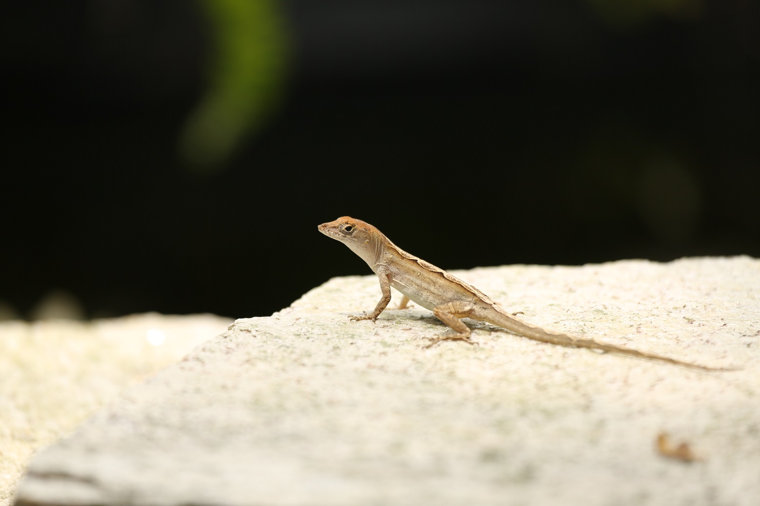 gecko_web